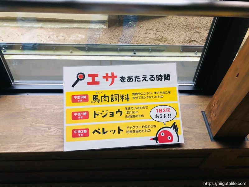 長岡｢トキみ〜て｣で初トキ観察！佐渡じゃなくても見れるんだ