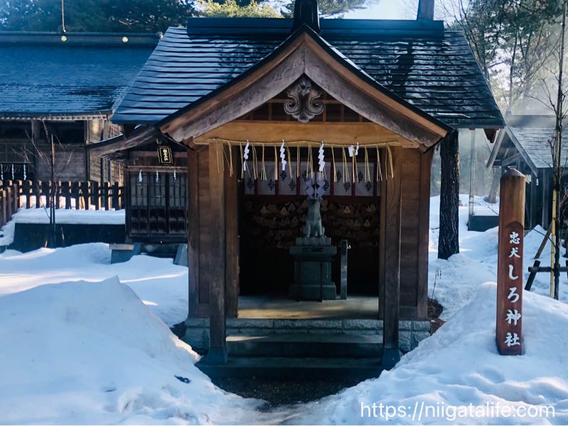 長岡 蒼柴神社へ初詣！合格御守りを買ったら〇ットカットが