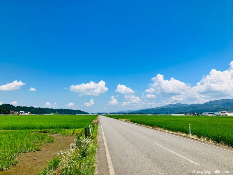 新潟の夏の景色