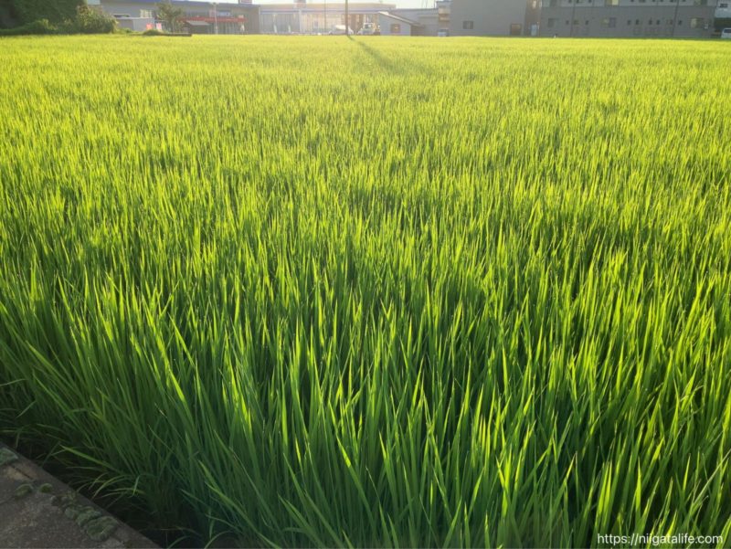 新潟の夏の景色