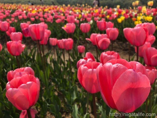 丘陵公園チューリップ