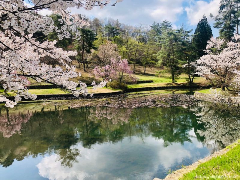 悠久山公園の桜2021