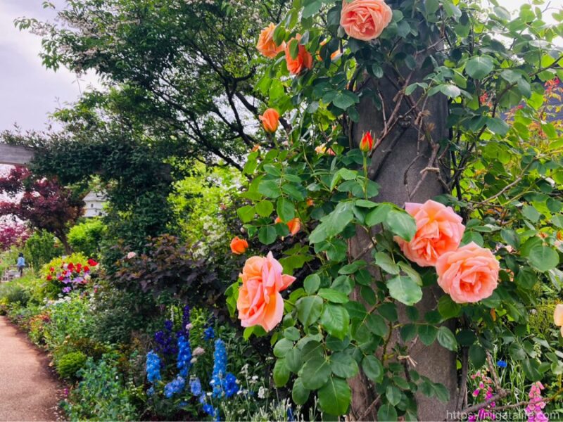 見附イングリッシュガーデンフラワーフェスティバル