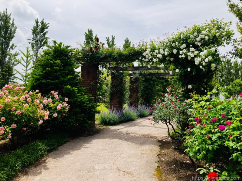 見附イングリッシュガーデンフラワーフェスティバル