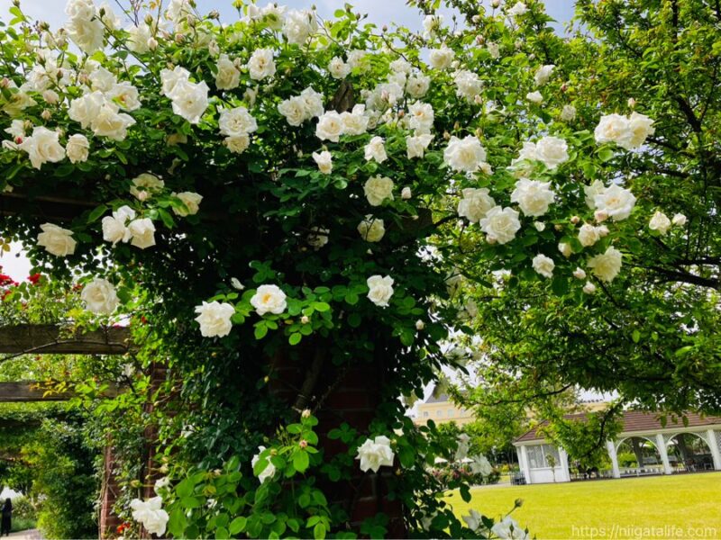 見附イングリッシュガーデンフラワーフェスティバル