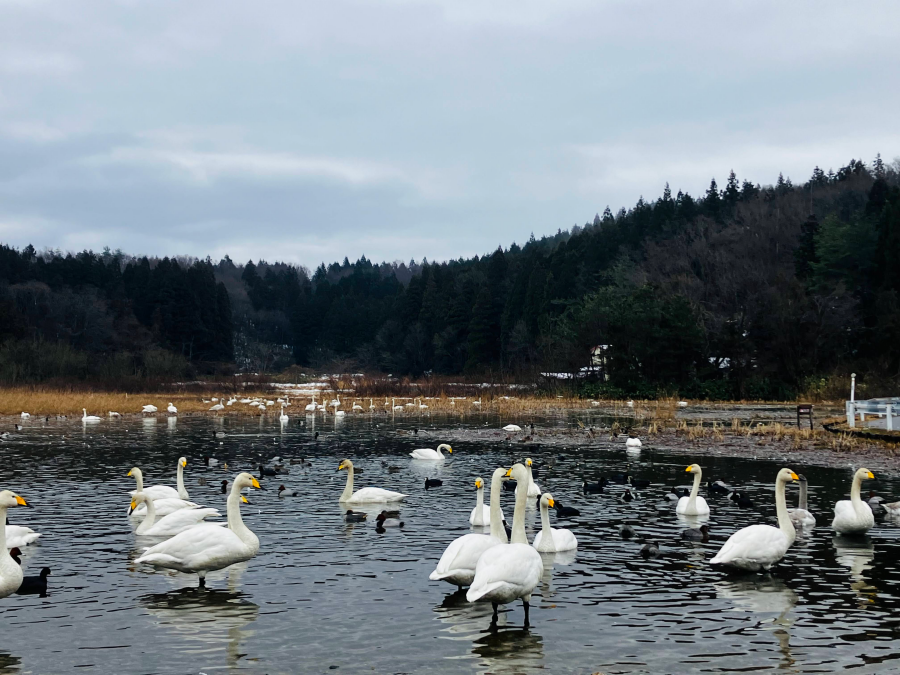 柏崎西山の長嶺大池