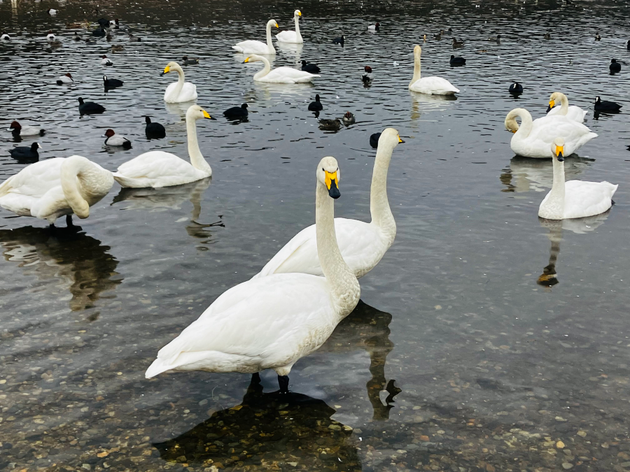 柏崎西山の長嶺大池