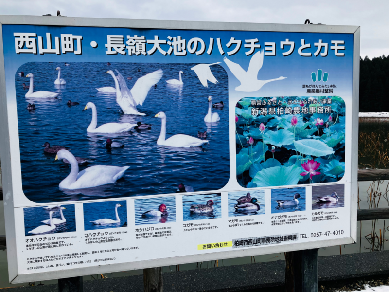 柏崎西山の長嶺大池