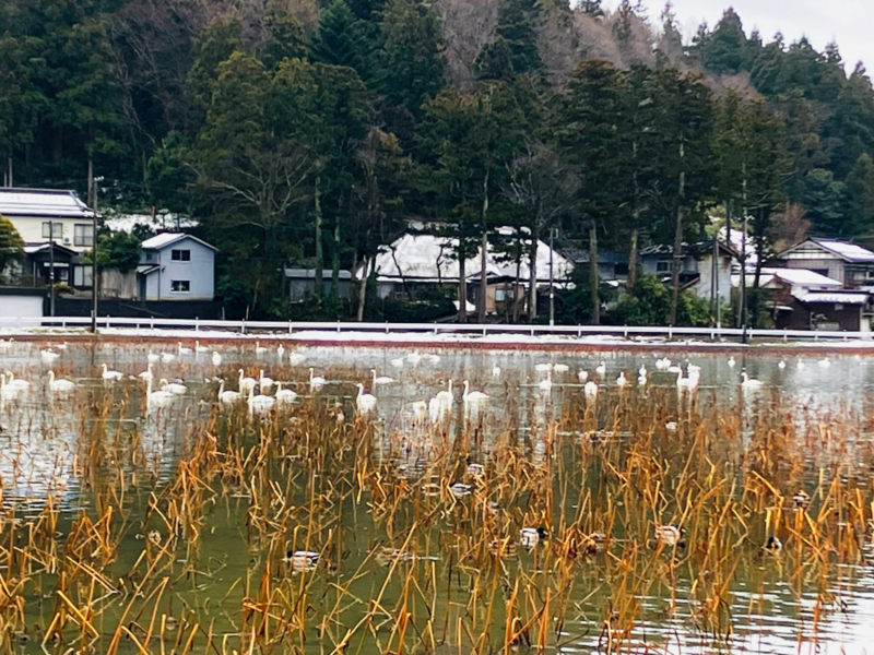 柏崎西山の長嶺大池