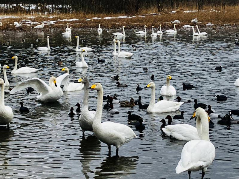 柏崎西山の長嶺大池