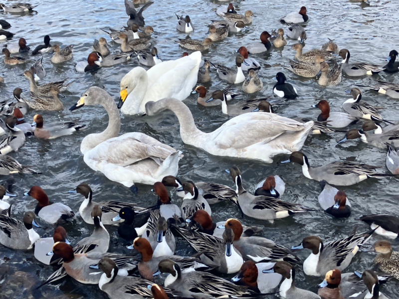 瓢湖の白鳥