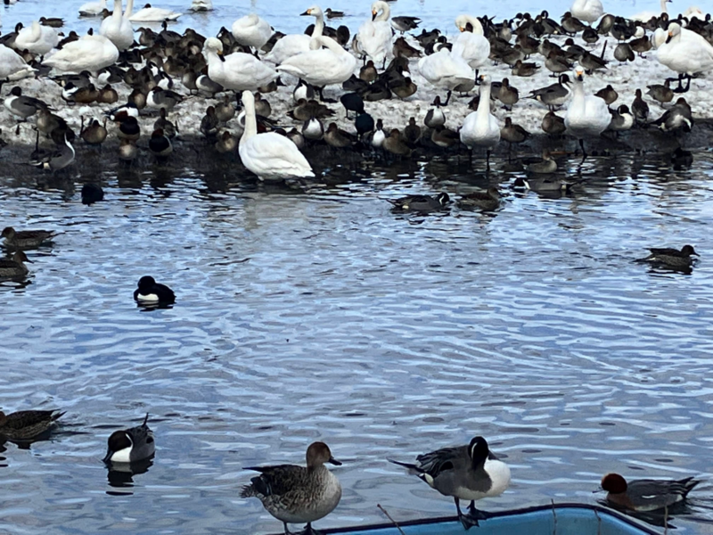 瓢湖の白鳥