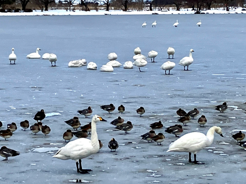 阿賀野市の瓢湖水きん公園
