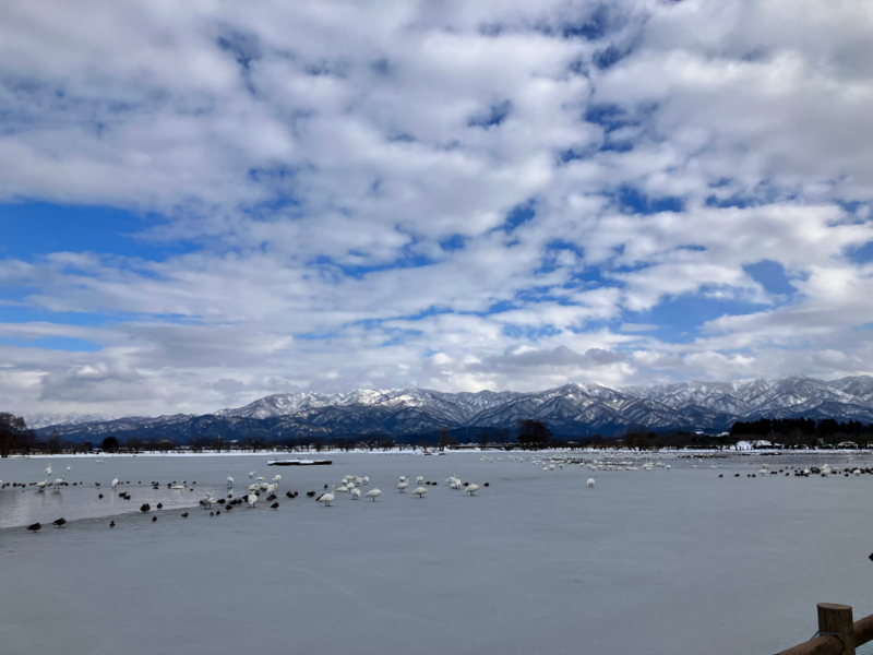 瓢湖の白鳥