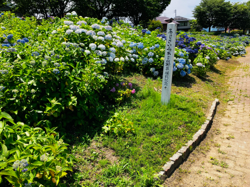 青葉台あじさい公園