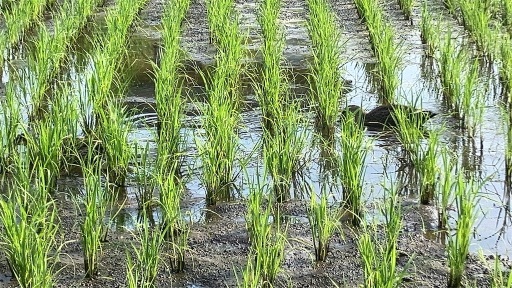 カモ
