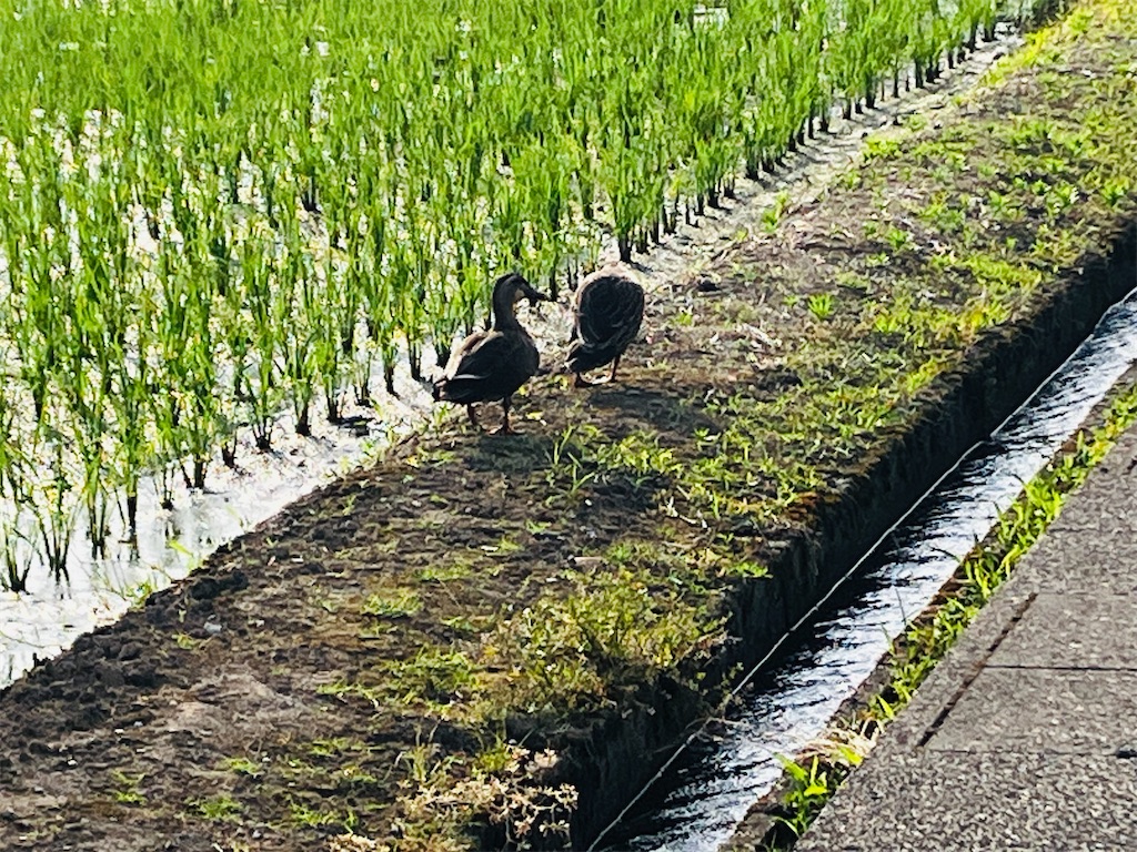 カモ