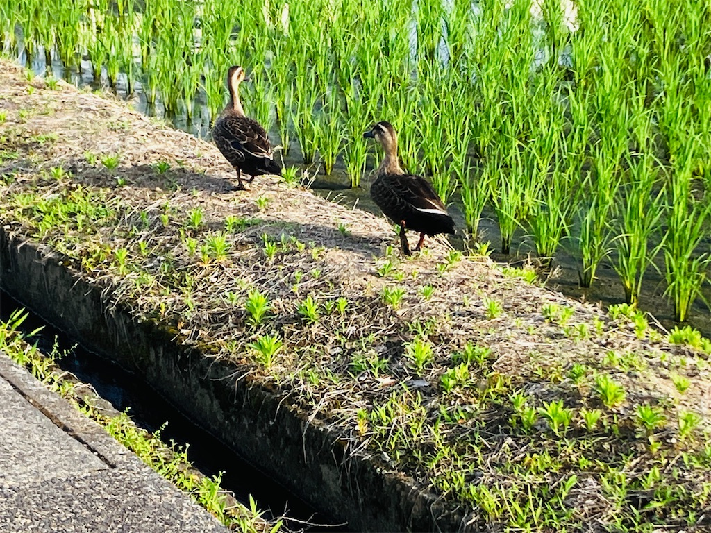 カモ