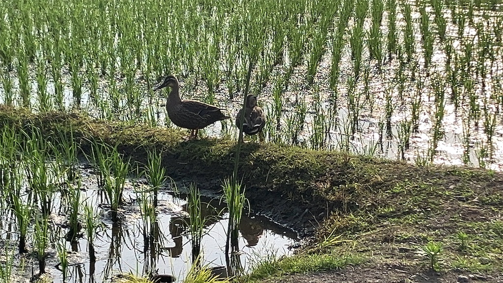 カモ