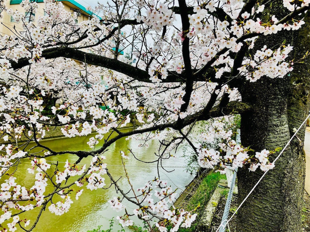 f:id:tsukushiiii:20250419092639j:image