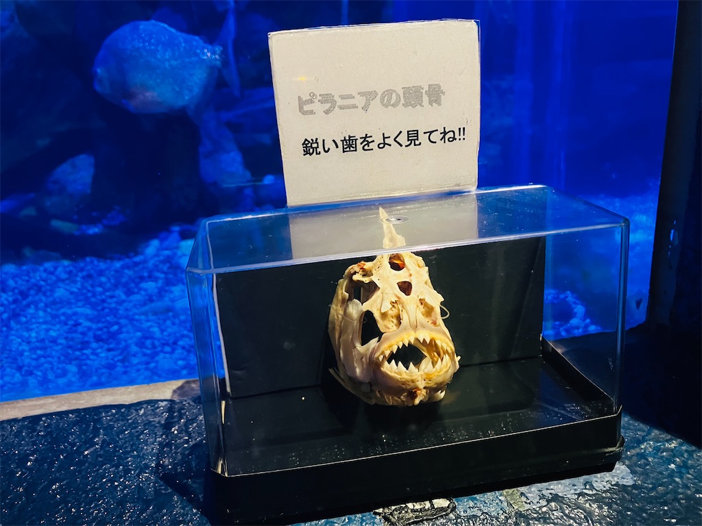 f:id:tsukushiiii:20260301230739j:image