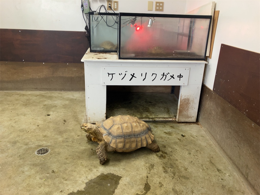 f:id:tsukushiiii:20260301230948j:image
