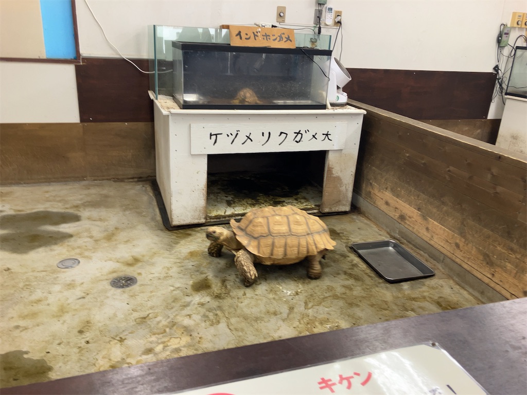 f:id:tsukushiiii:20260301230955j:image