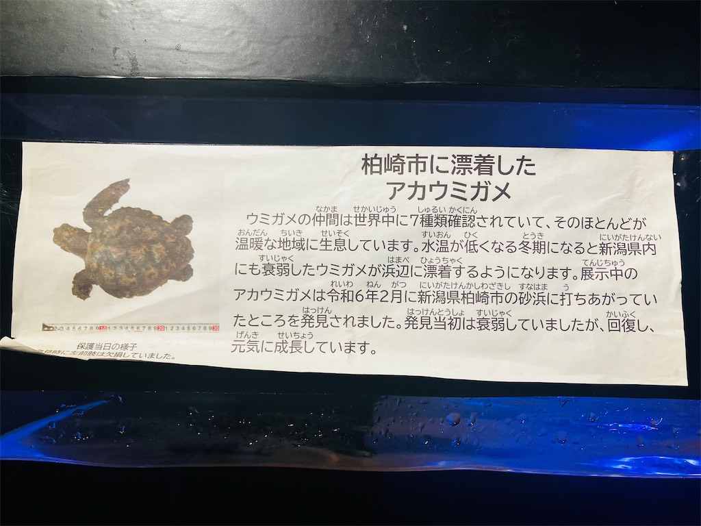 f:id:tsukushiiii:20260301231133j:image
