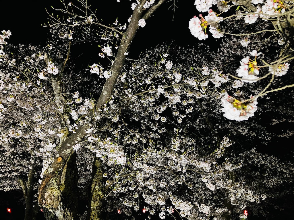 f:id:tsukushiiii:20260411223001j:image