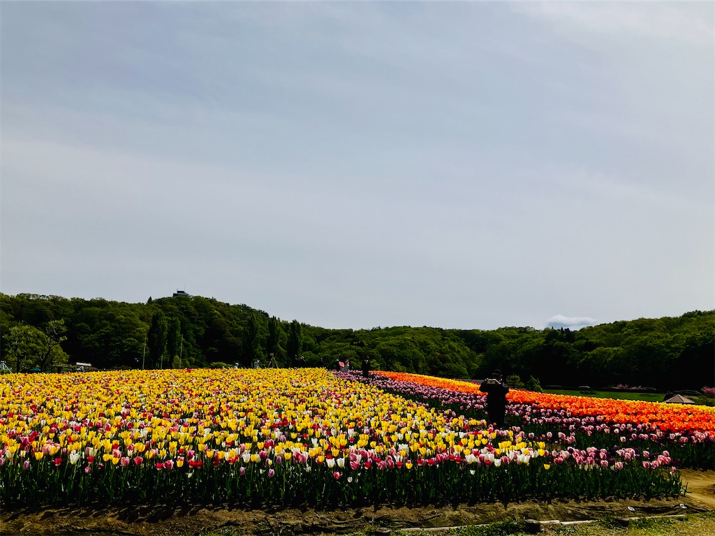 f:id:tsukushiiii:20260424191820j:image