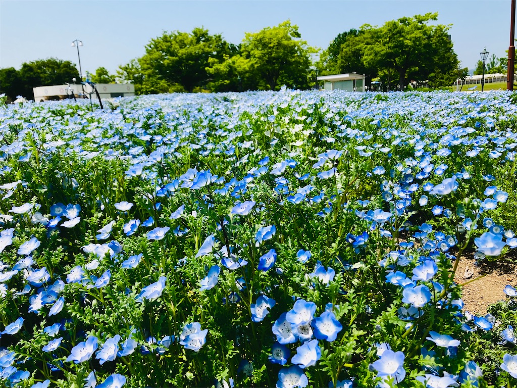 f:id:tsukushiiii:20260517213835j:image f:id:tsukushiiii:20260517213835j:image