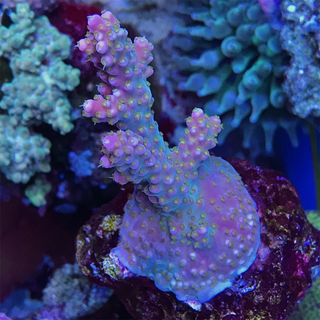 ミドリイシ ファイヤーワークス