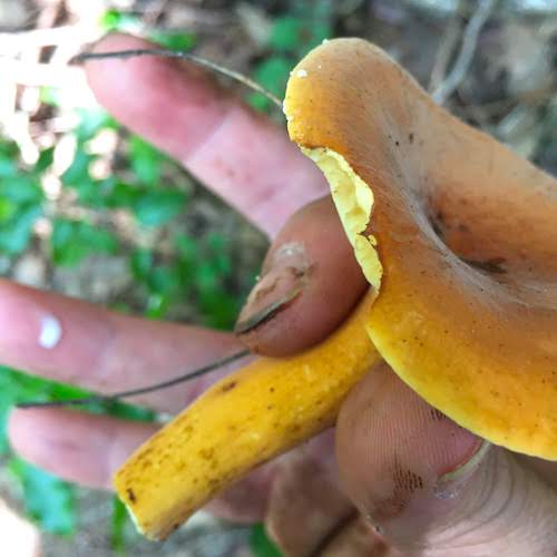 f:id:tsukuyomi_osukuni:20190809081331j:plain