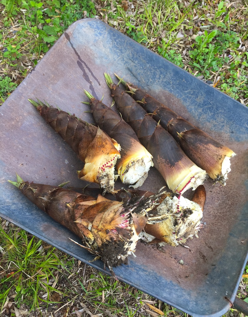 f:id:tsukuyomi_osukuni:20210512185310j:plain