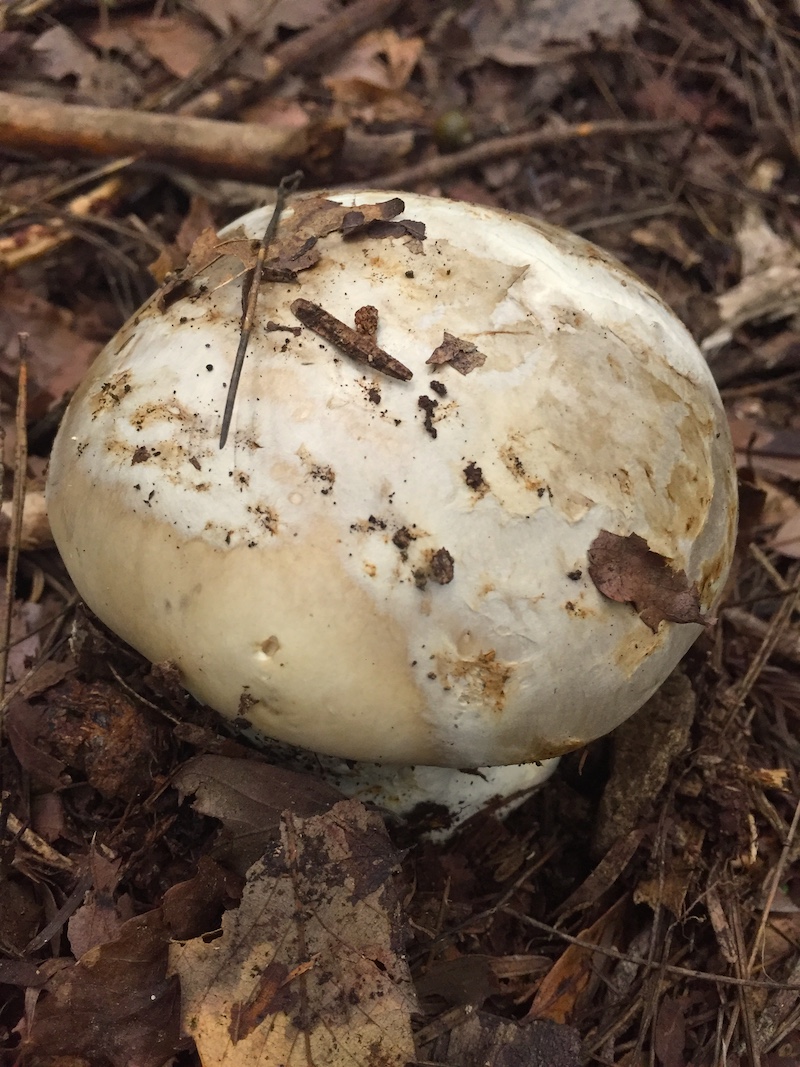 f:id:tsukuyomi_osukuni:20211013110438j:plain