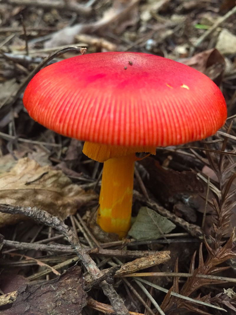 f:id:tsukuyomi_osukuni:20211013110441j:plain