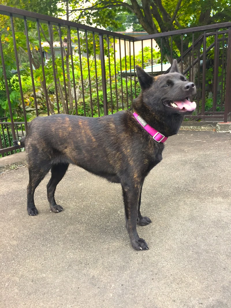 f:id:tsukuyomi_osukuni:20211013111319j:plain