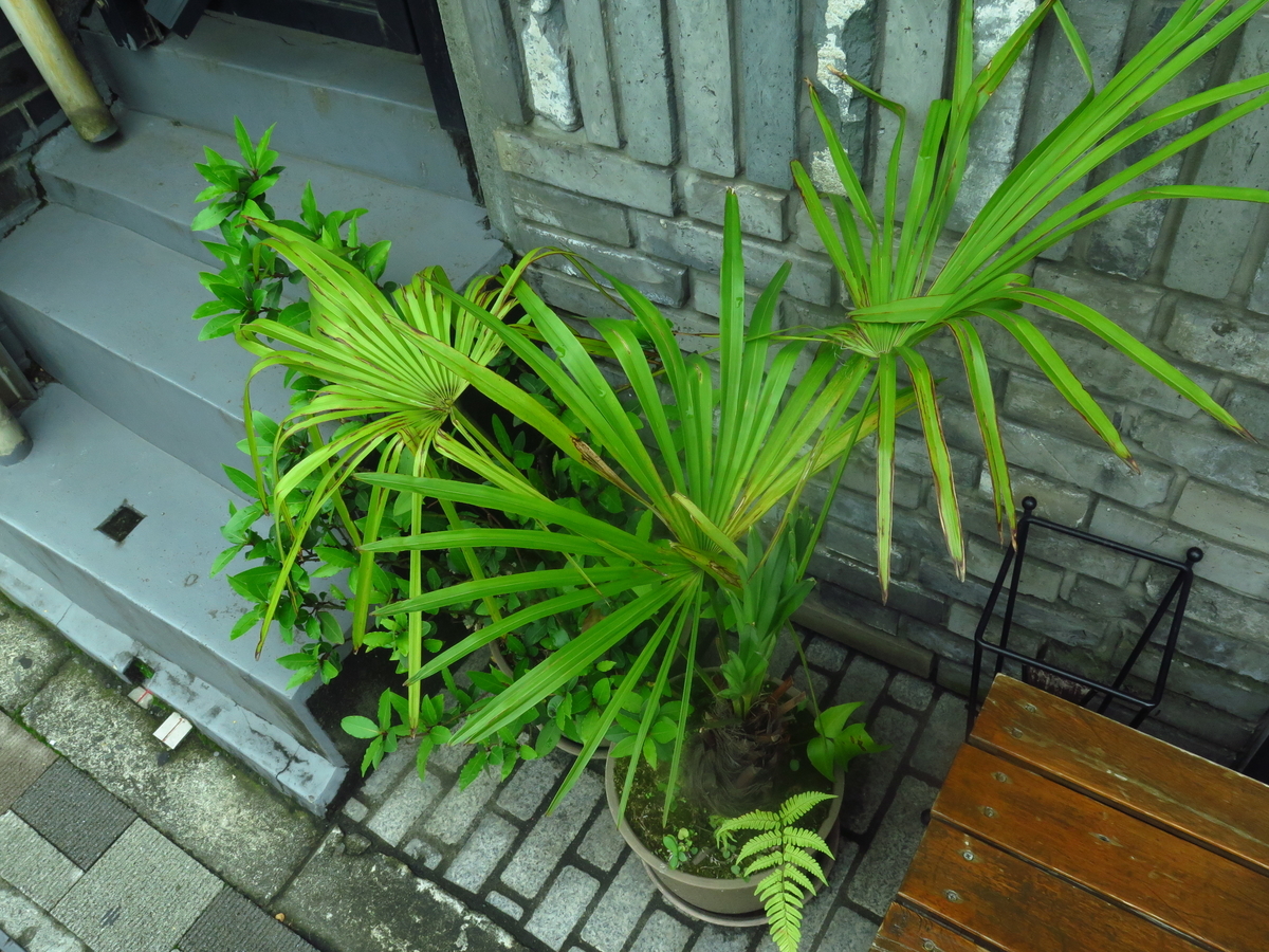f:id:tsumakazu:20190713013206j:plain f:id:tsumakazu:20190713013206j:plain