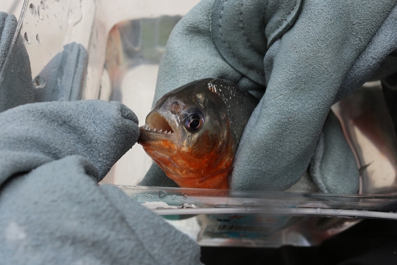 恐怖 ピラニア釣りを体験 きっかけはエイプリールフール Pr つまみぐい人生100