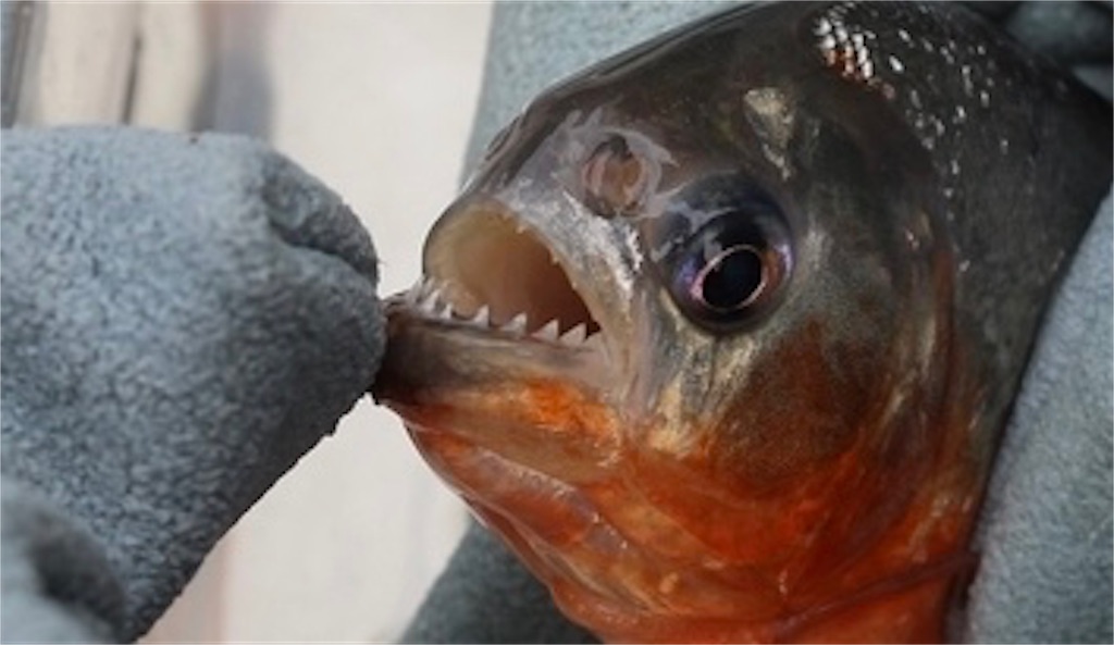 恐怖 ピラニア釣りを体験 きっかけはエイプリールフール Pr つまみぐい人生100