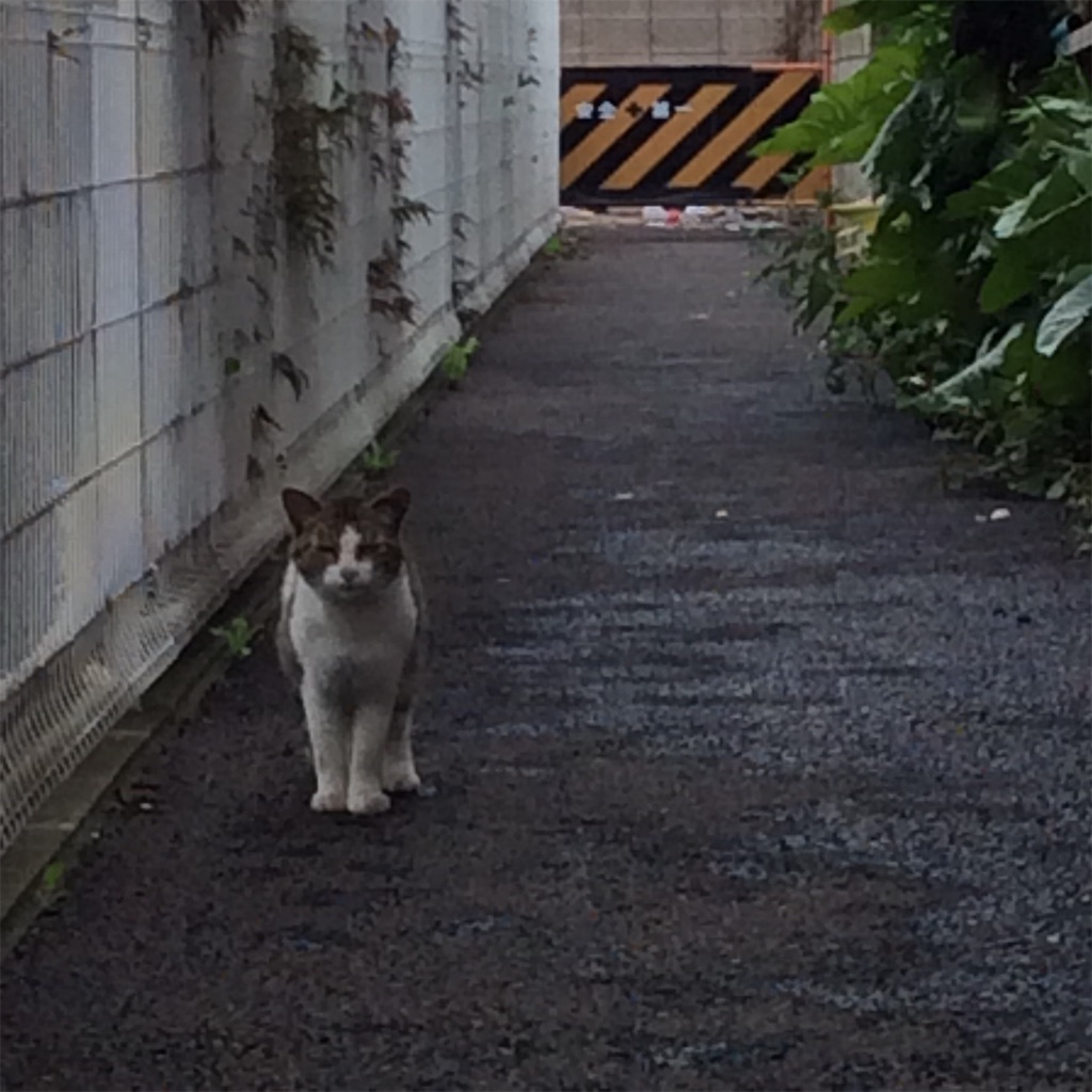 f:id:tsumetaimizuburo:20161016232122j:image f:id:tsumetaimizuburo:20161016232122j:image