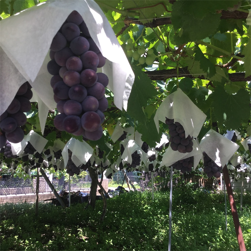 f:id:tsumetaimizuburo:20180716224520j:image