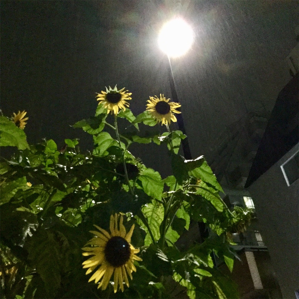 f:id:tsumetaimizuburo:20200916234632j:image