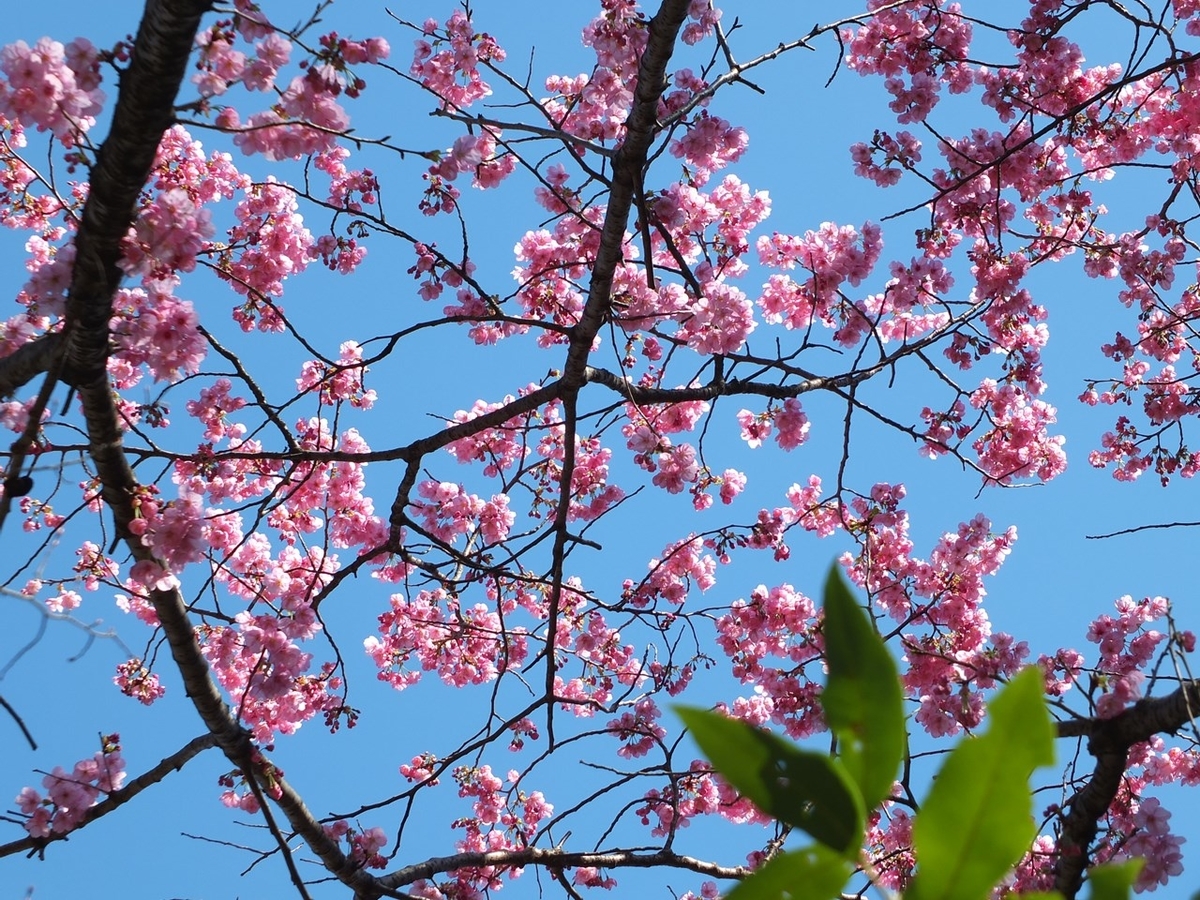 f:id:tsumikasane3:20200312131246j:plain f:id:tsumikasane3:20200312131246j:plain