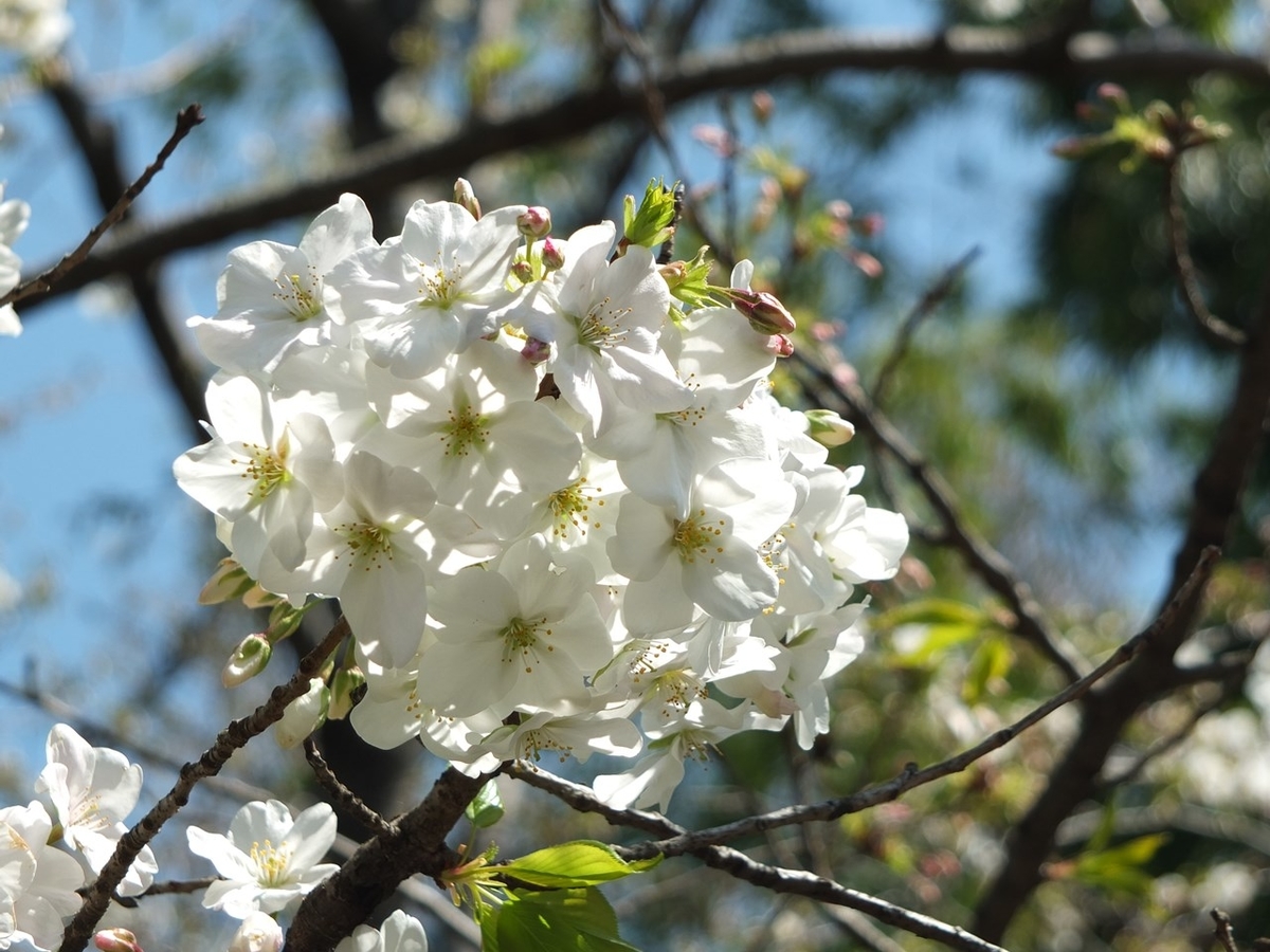 f:id:tsumikasane3:20200319173744j:plain