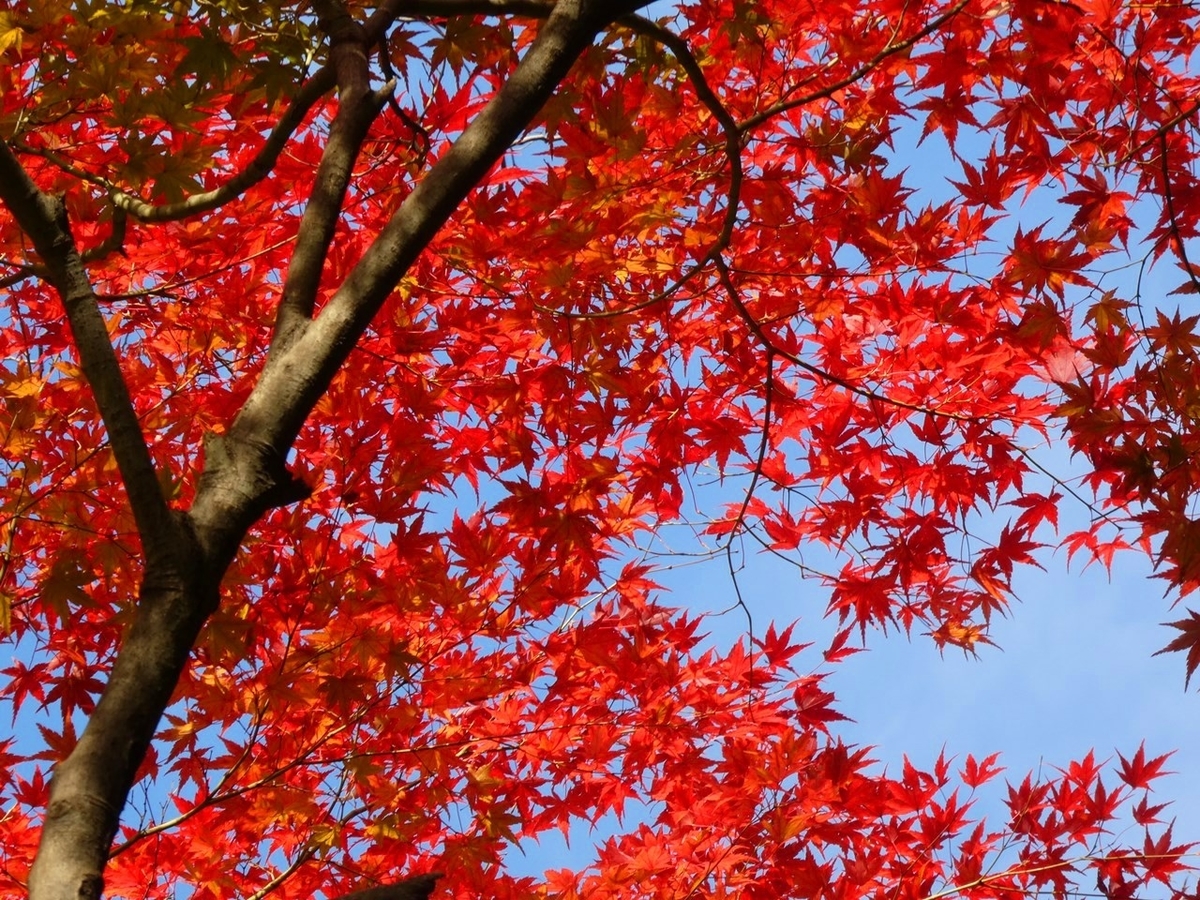 f:id:tsumikasane3:20201206163323j:plain