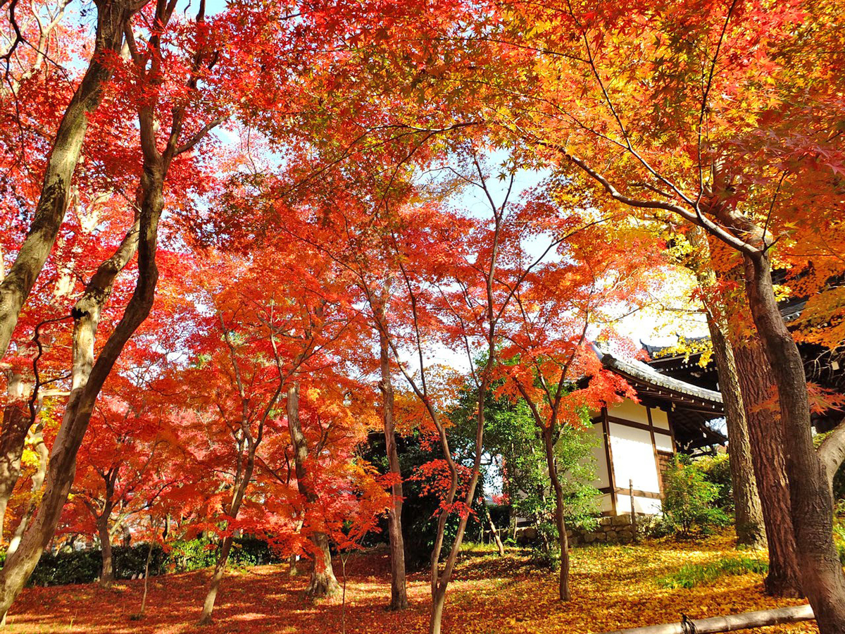 f:id:tsumikasane3:20201213210617j:plain