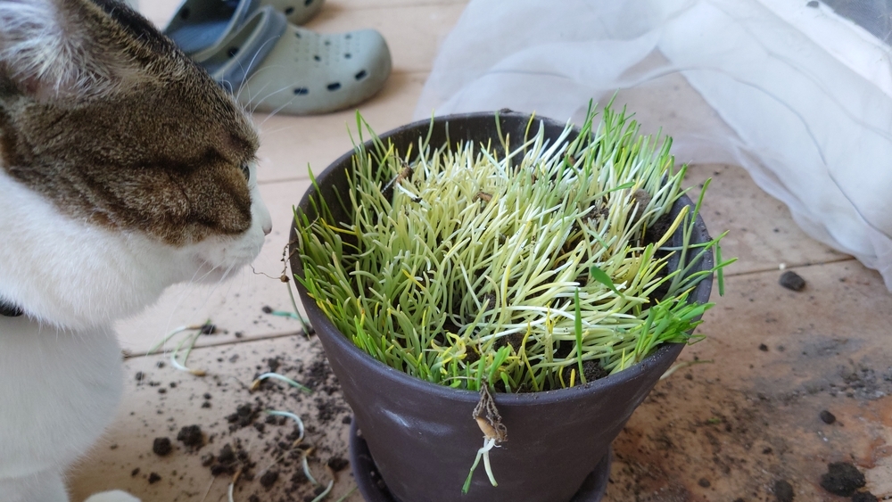 猫草は雑に植えてもどうにかなる - つもっとキャット