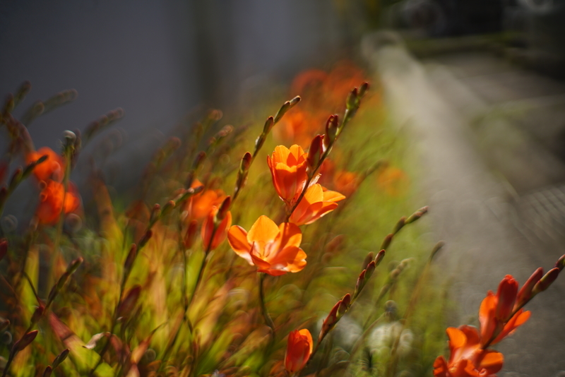 宝石レンズ_SMC_Takumar 55mm_f1.8_ax 宝石の色を選べます】Super Takumar 前期型 55mm f1 8 宝石レンズ 送料
