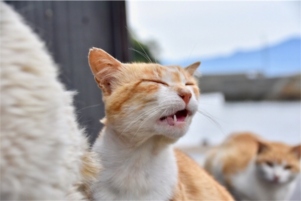 f:id:tsunaccha:20190611213845j:image